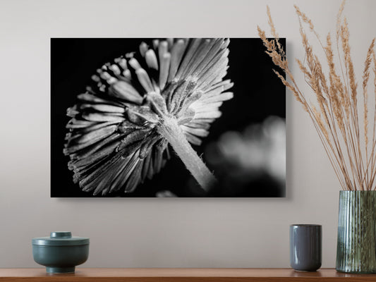Aster-004