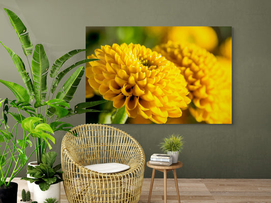 Chrysanthemen-04