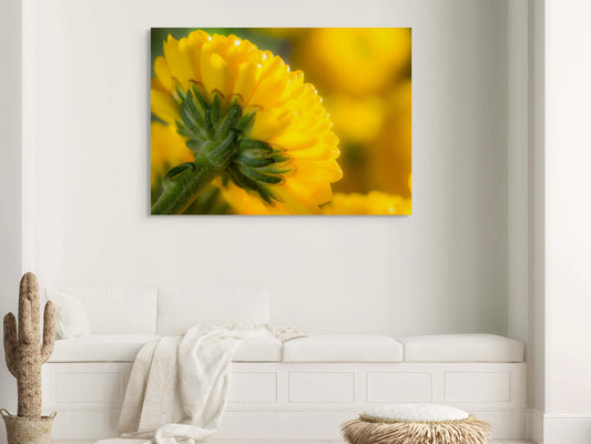 Chrysanthemen-05