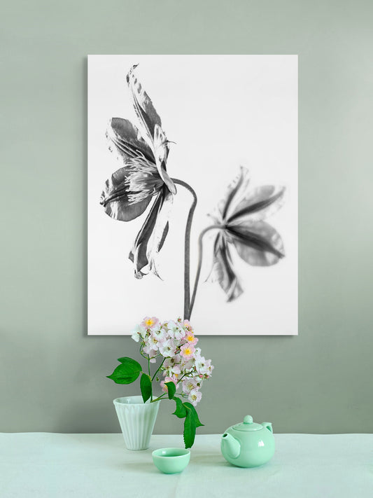 Clematis-02