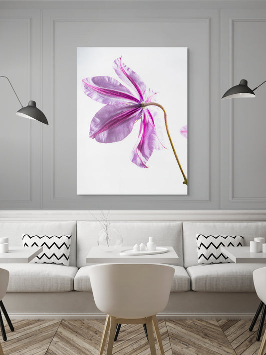 Clematis-03
