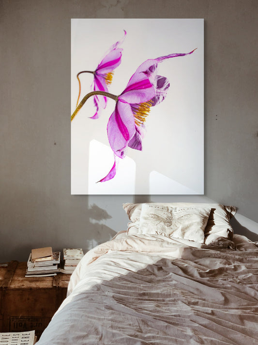 Clematis-06