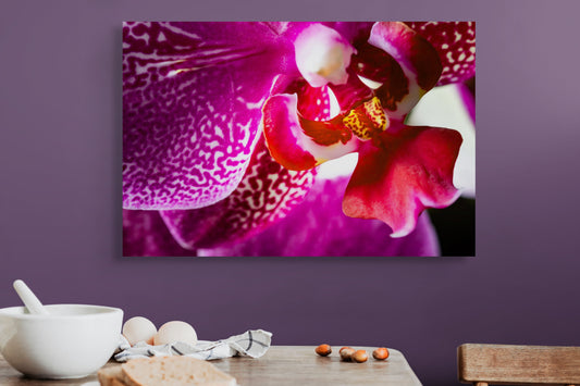DORITAENOPSIS_BURGUNDY_02