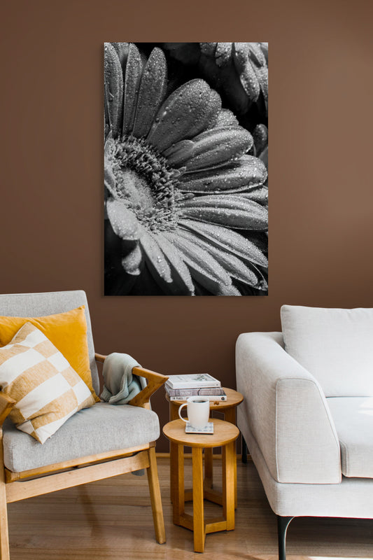 Gerbera_01