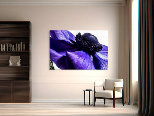 Kronenanemone_04