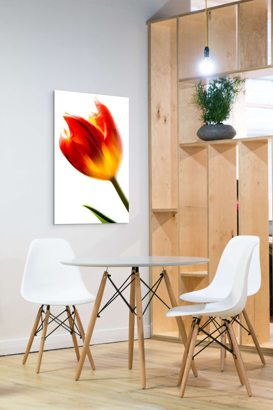 Tulpe-04