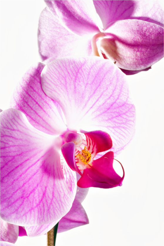 Main image Phalaenopsis-01