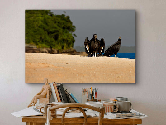 As Ilhas - Caraguatatuba - SP