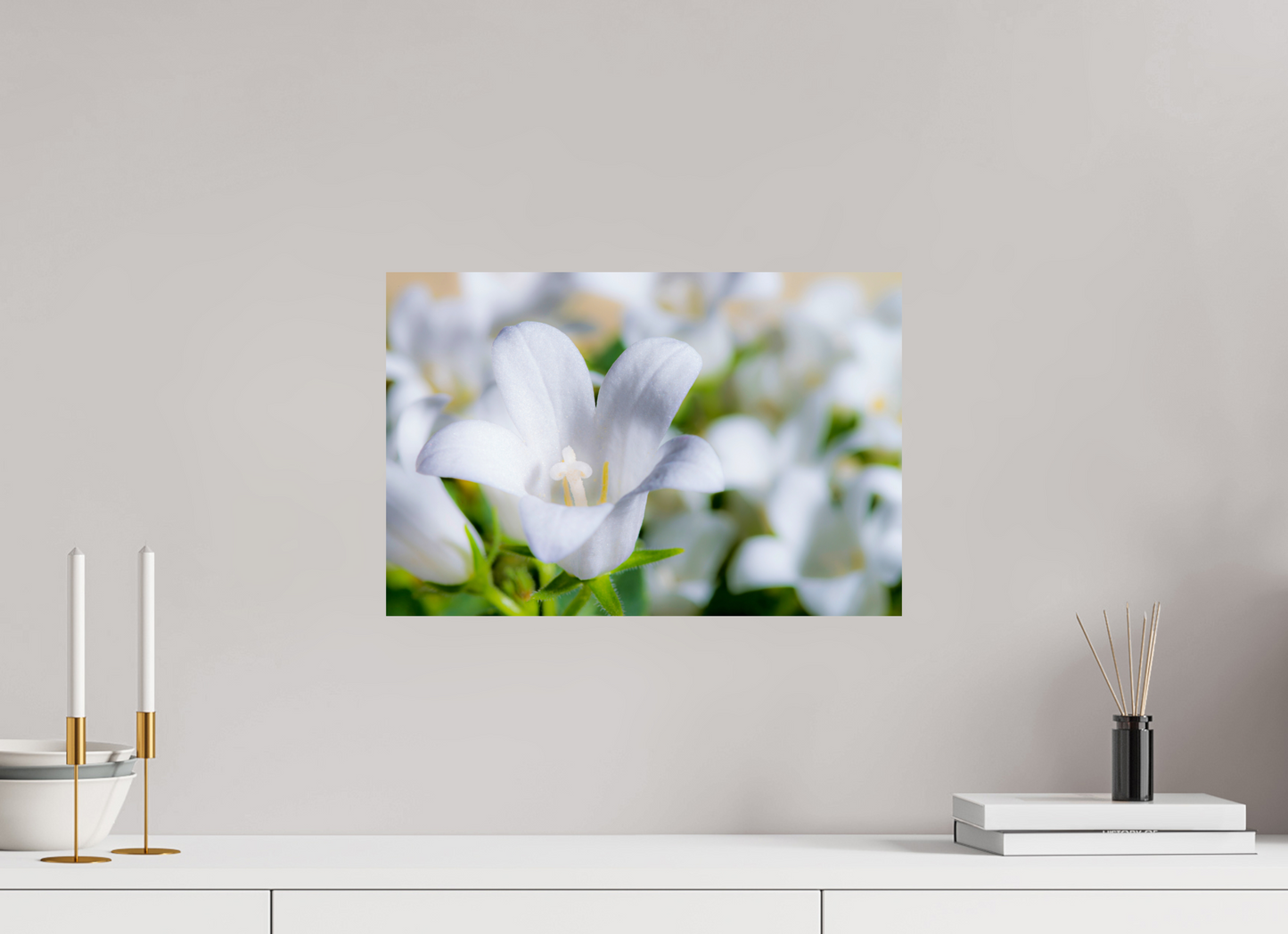 45 x 30 cm, Fine Art Print Baryta auf Alu-Dibond Glockenblume_02