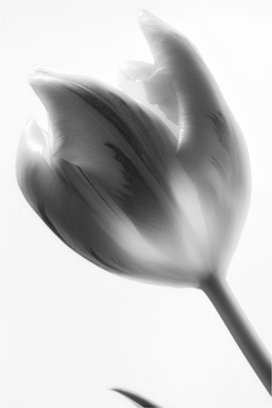 Main image Tulpe-05