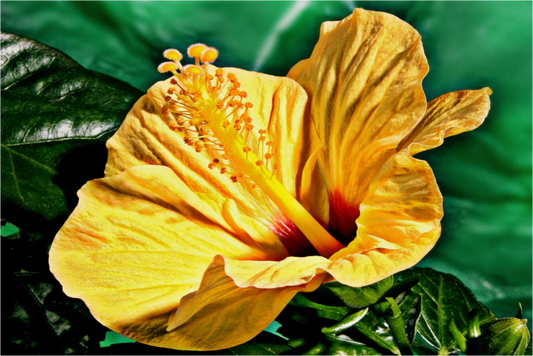 Main image Hibiscus-02