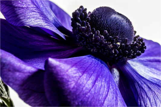 Main image Kronenanemone_04