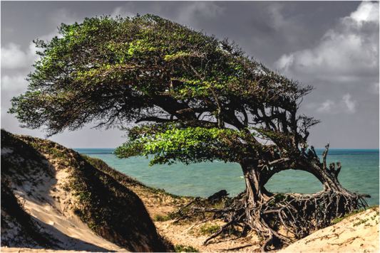 Main image Farol de São Roque - Maxaranguape - PB