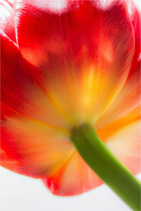 Main image Tulpe-08