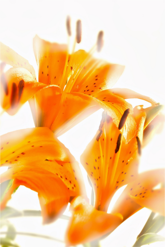 Main image Lilie_07