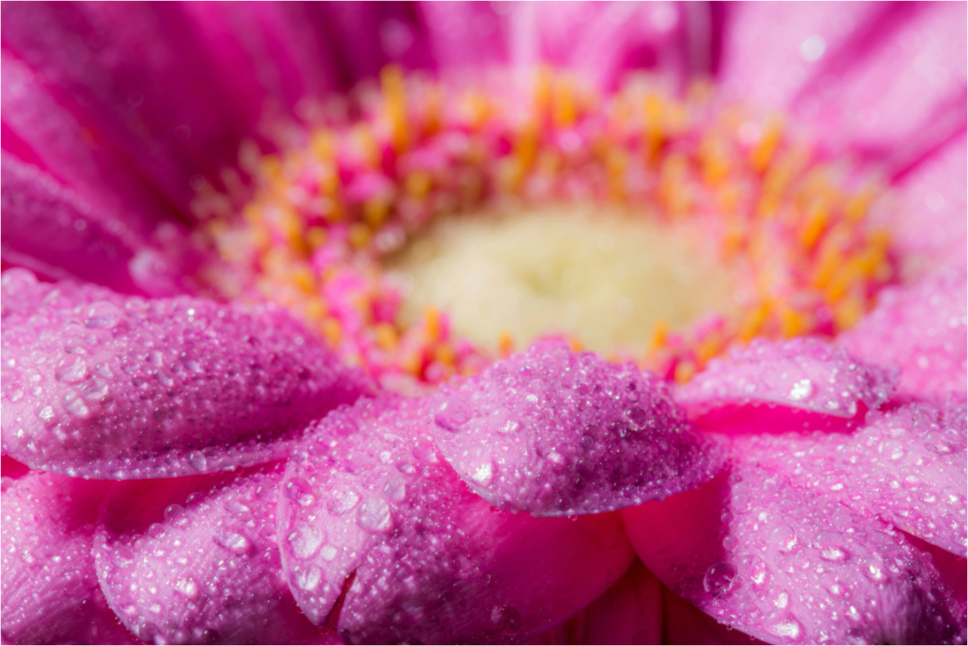Main image Gerbera_03