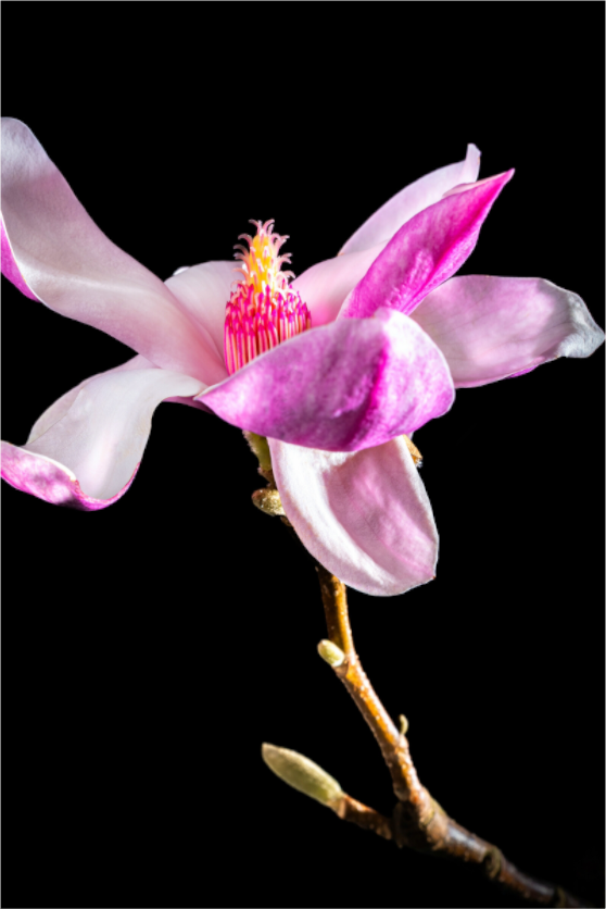 Main image Magnolie_02