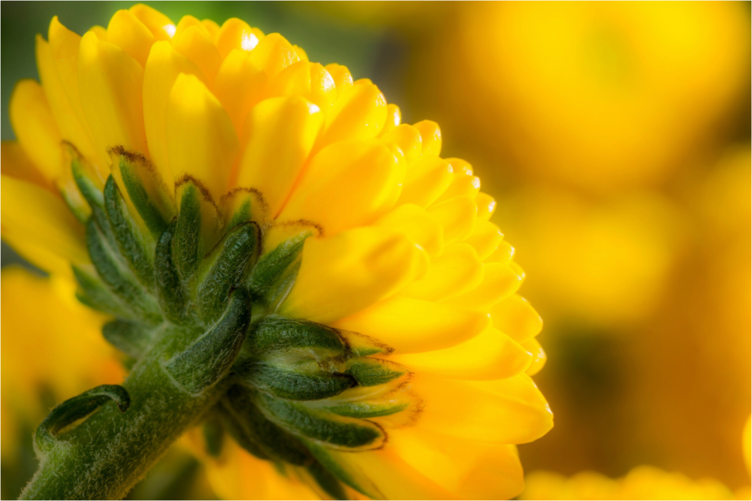 Main image Chrysanthemen-05