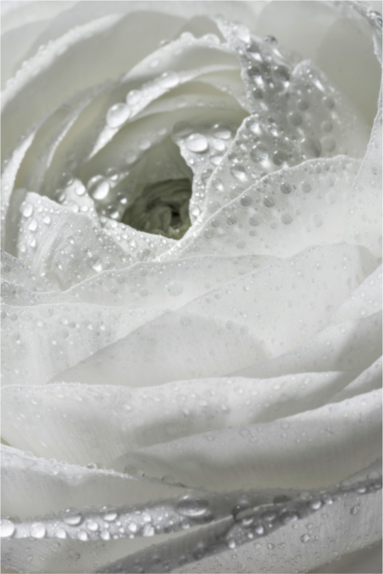 Main image Rose_04