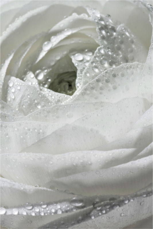 Main image Rose_04