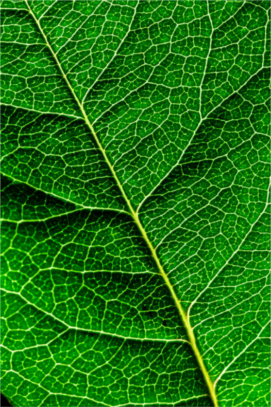 Main image Rosenblat_001