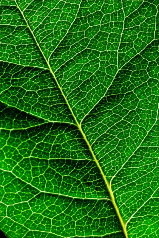 Main image Rosenblat_001