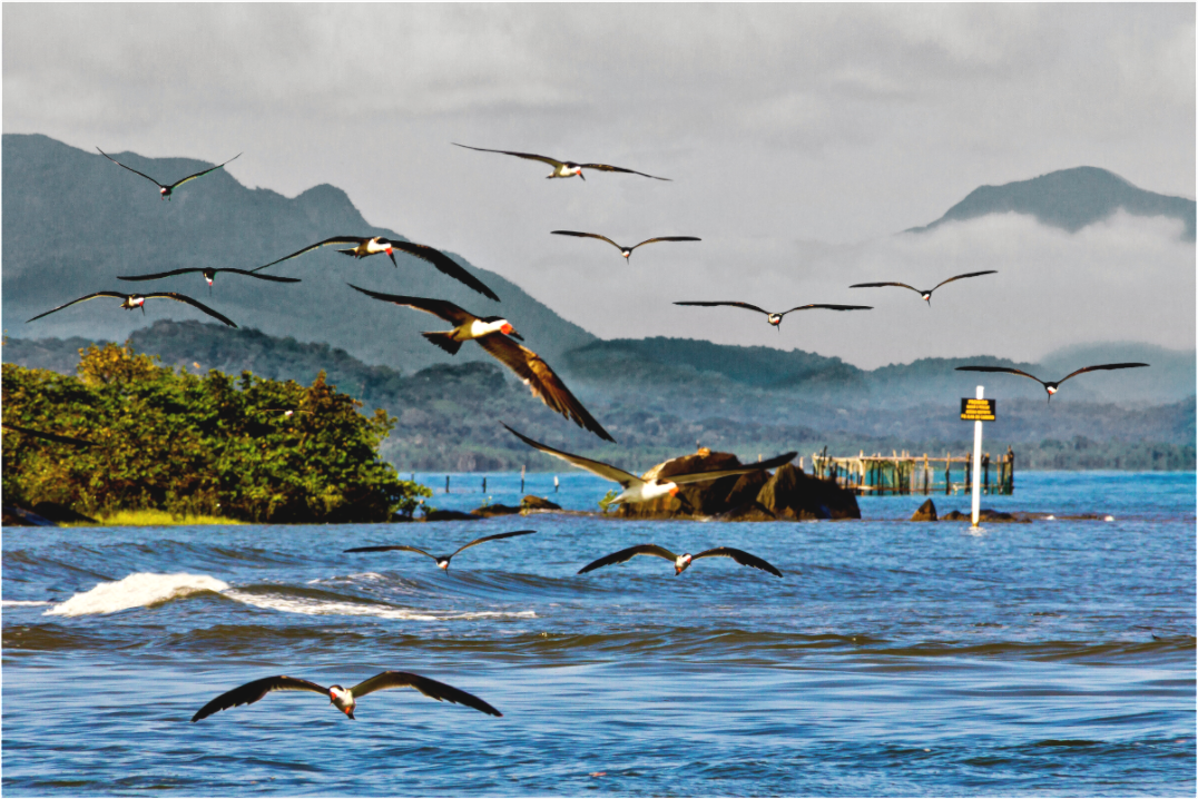 Main image Ilha do Cardoso - Cananéia