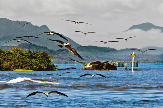Main image Ilha do Cardoso - Cananéia
