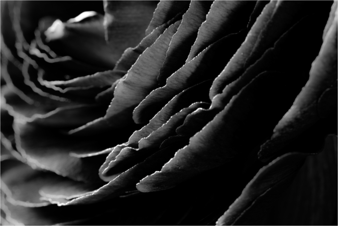 Main image Rose_07