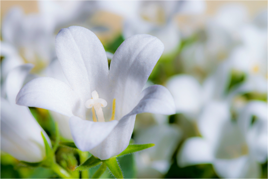 Main image Glockenblume_02