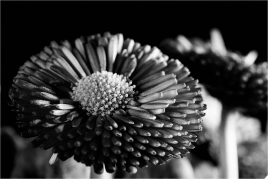 Main image Aster-003