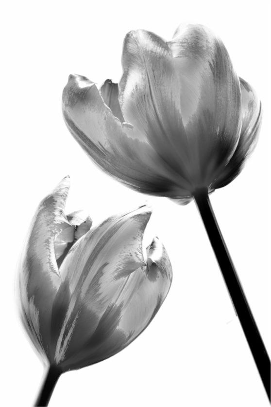 Main image Tulpe-09