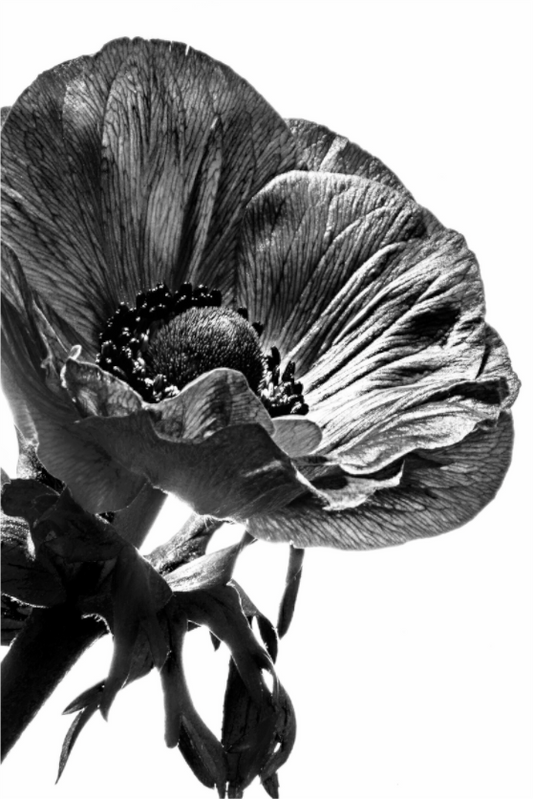 Main image Kronenanemone_01