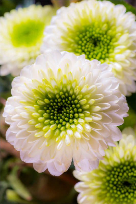 Main image Chrysanthemen-01