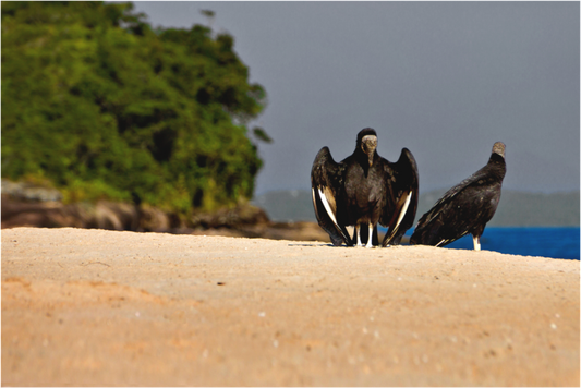 Main image As Ilhas - Caraguatatuba - SP