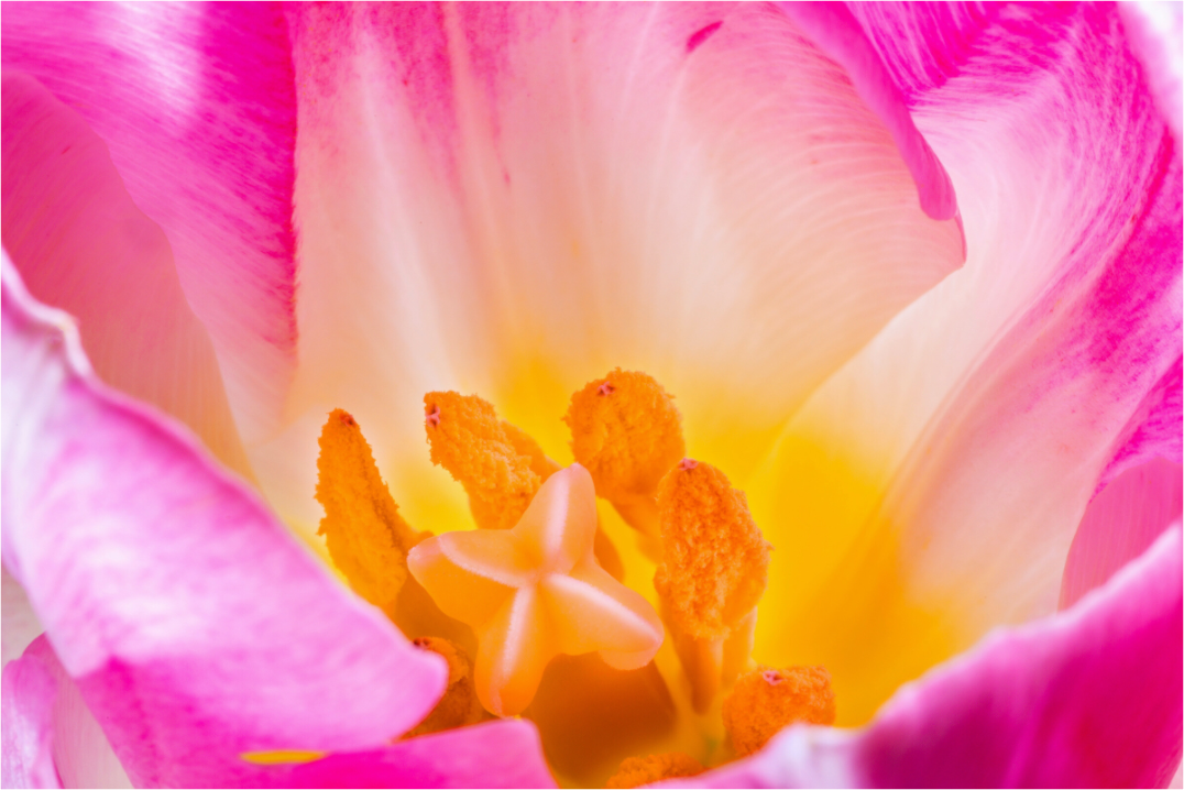 Main image Tulpe-07