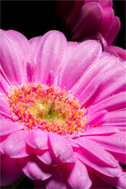 Main image Gerbera_01