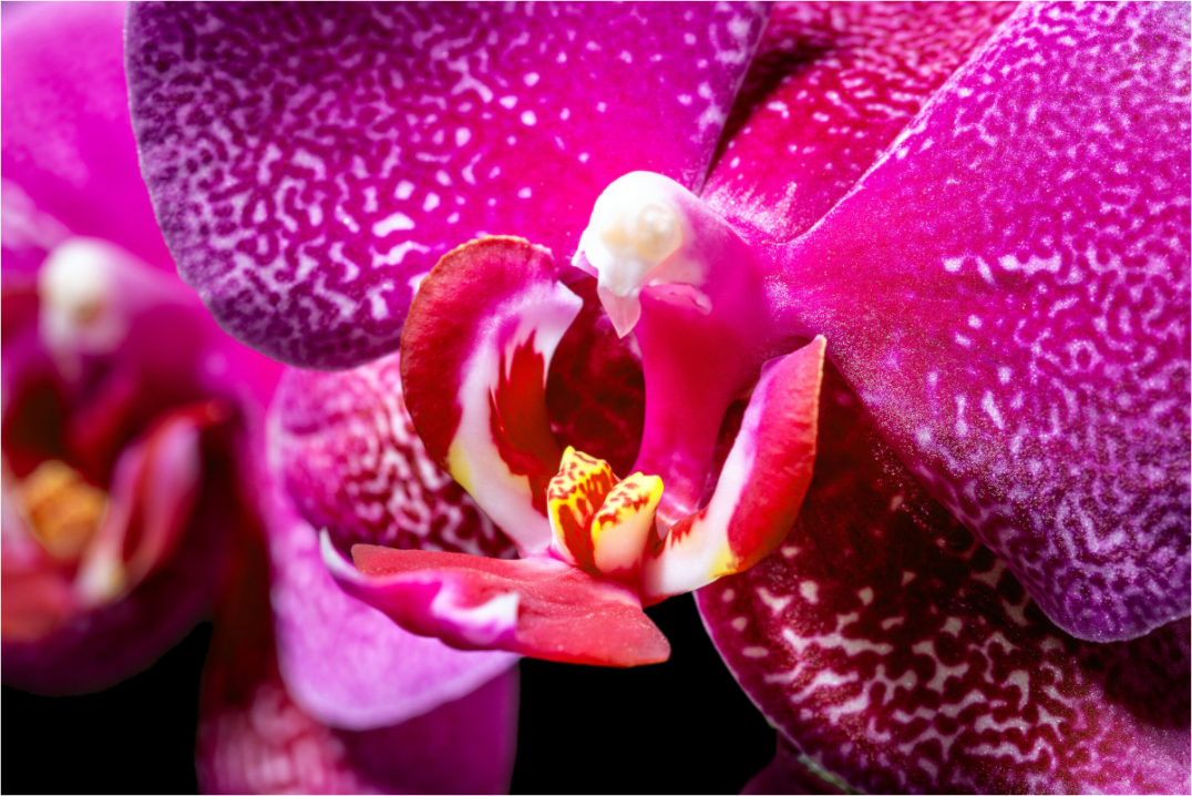 Main image DORITAENOPSIS_BURGUNDY_01