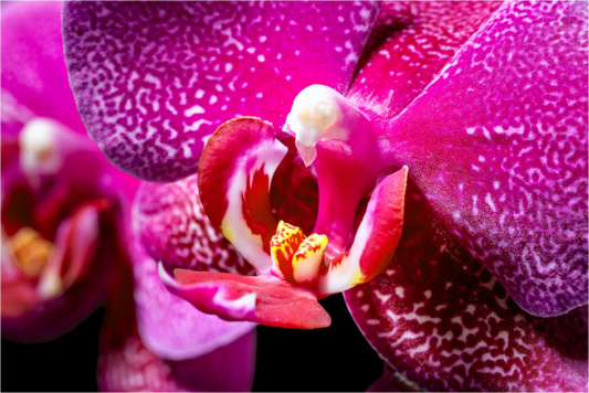 Main image DORITAENOPSIS_BURGUNDY_01