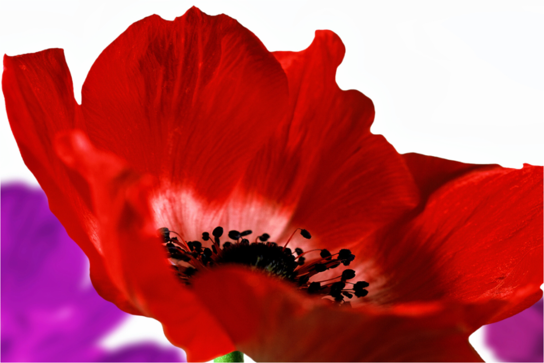 Main image Kronenanemone_07