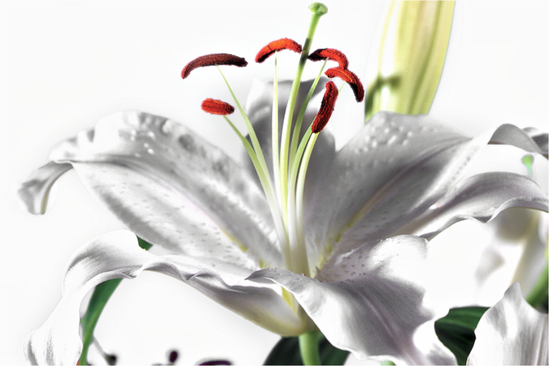 Main image Lilie_06