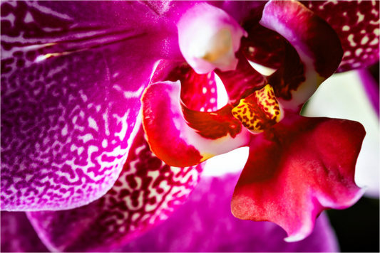 Main image DORITAENOPSIS_BURGUNDY_02