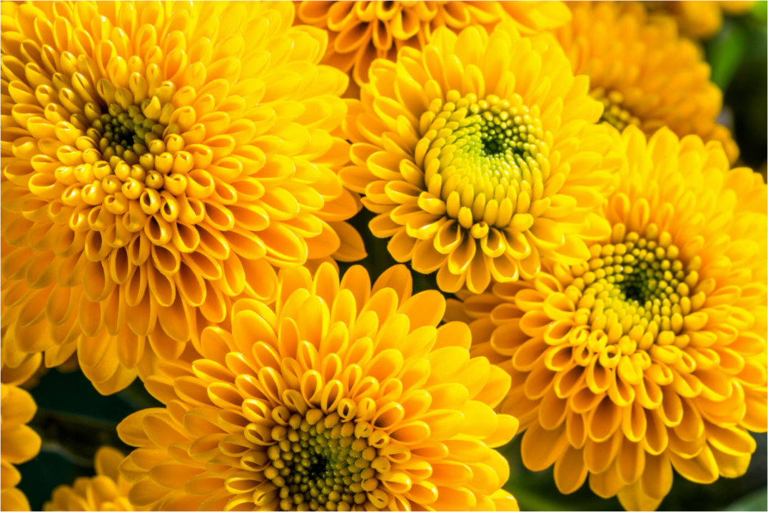 Main image Chrysanthemen-06