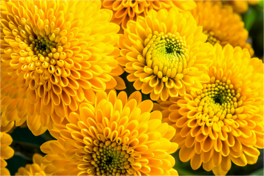Main image Chrysanthemen-06