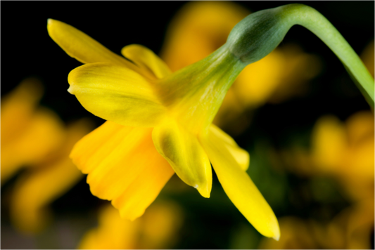 Main image Narzisse_02