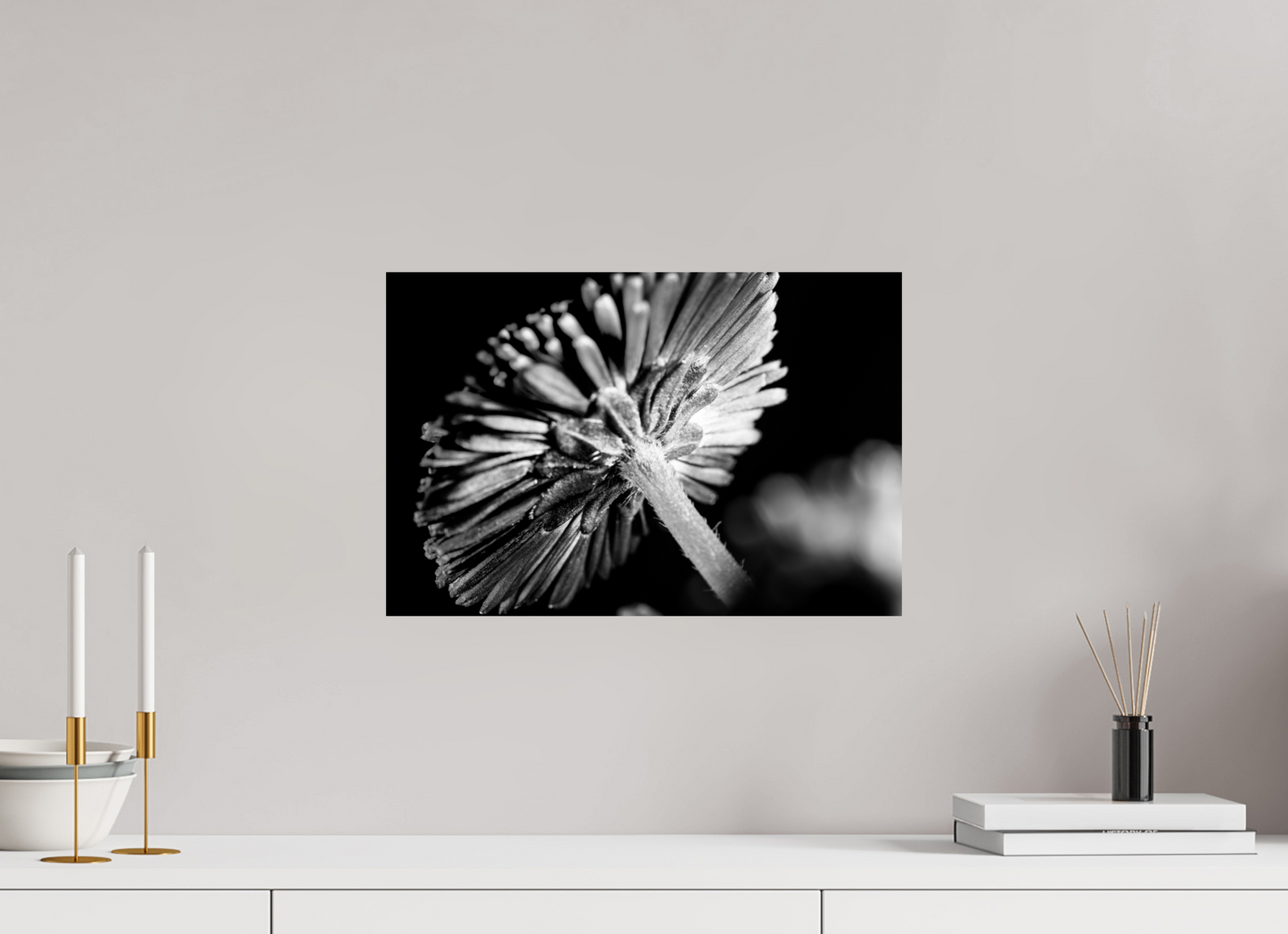 45 x 30 cm, Fine Art Print Baryta auf Alu-Dibond Aster-004