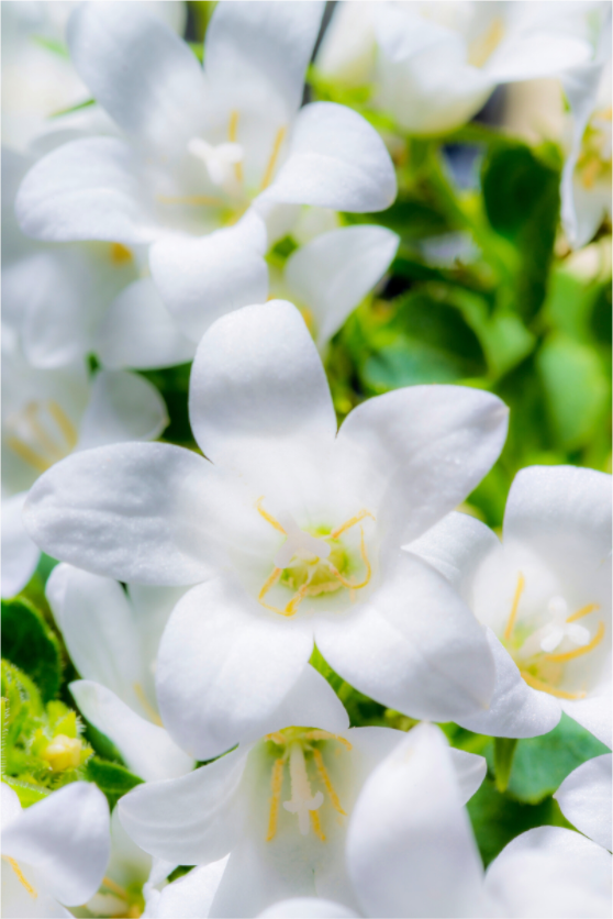 Main image Glockenblume_03