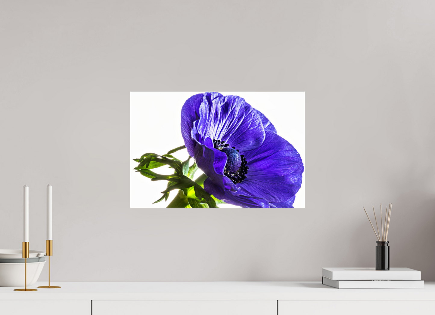 45 x 30 cm, Glänzender Foto-Abzug Acrylglas Kronenanemone_02