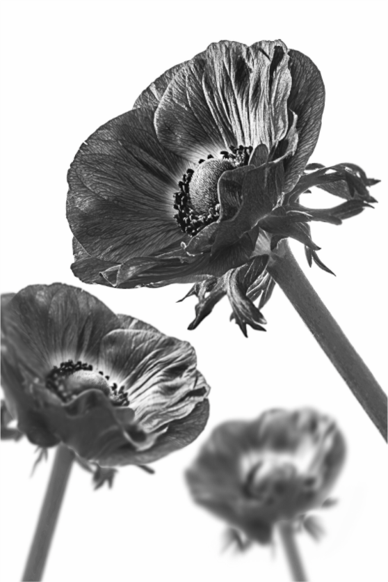 Main image Kronenanemone_08