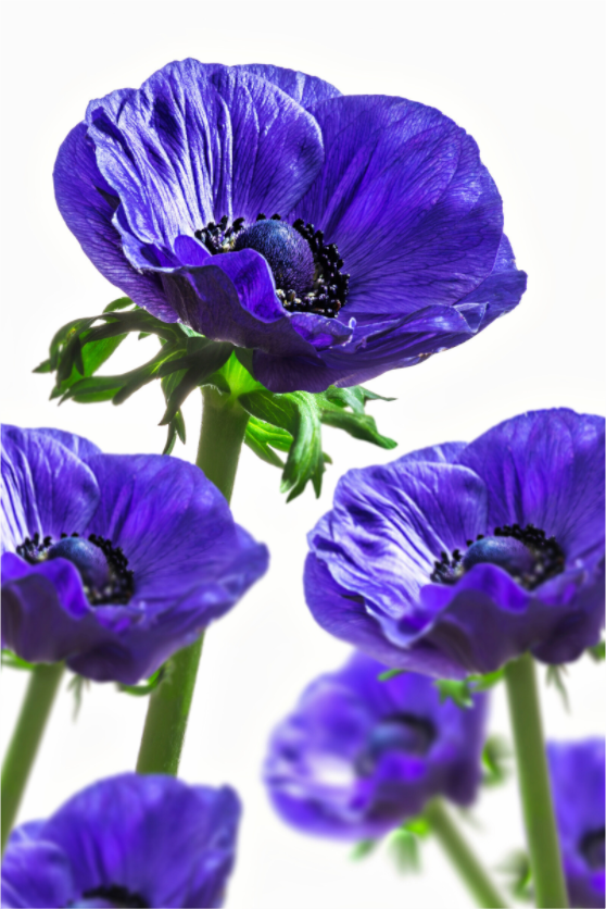 Main image Kronenanemone_06